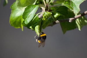 Biophilia Bee