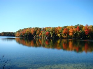 Biophilia fall trees