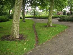 Desire Line path through trees