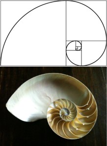 GoldenRatio Shell