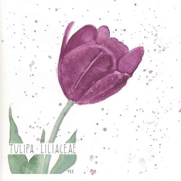 Watercolour Tulip