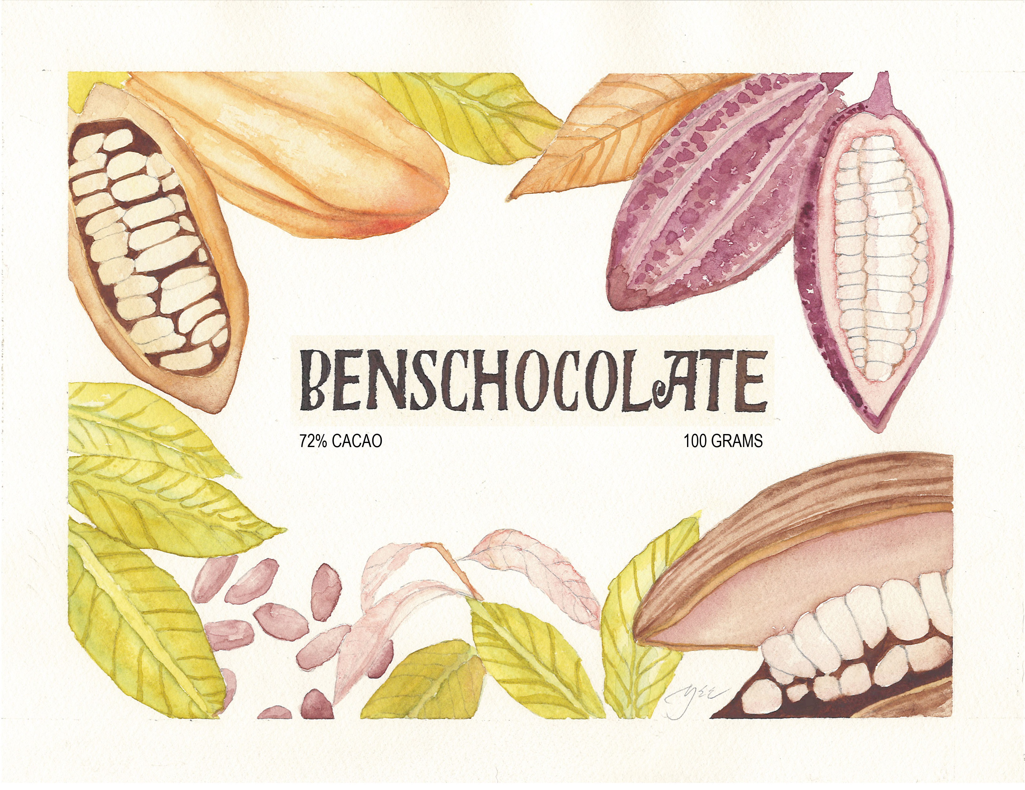 Image of cacao beans rendered in watercolour